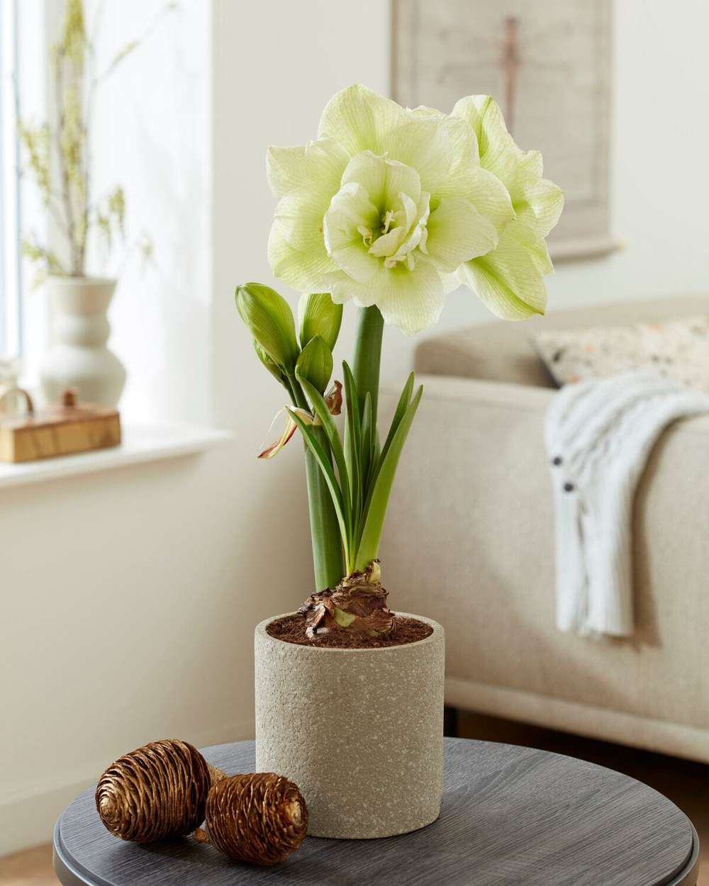Amaryllis 'Marilyn'